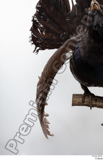 Western capercaillie back wings 0004.jpg